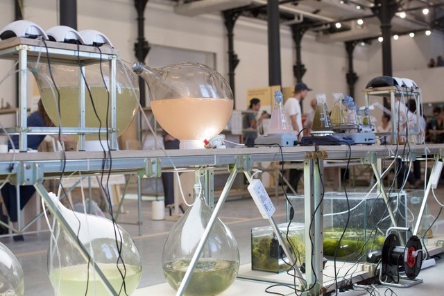 从水藻到杯子：绿色环保家居用品的诞生 智能公会