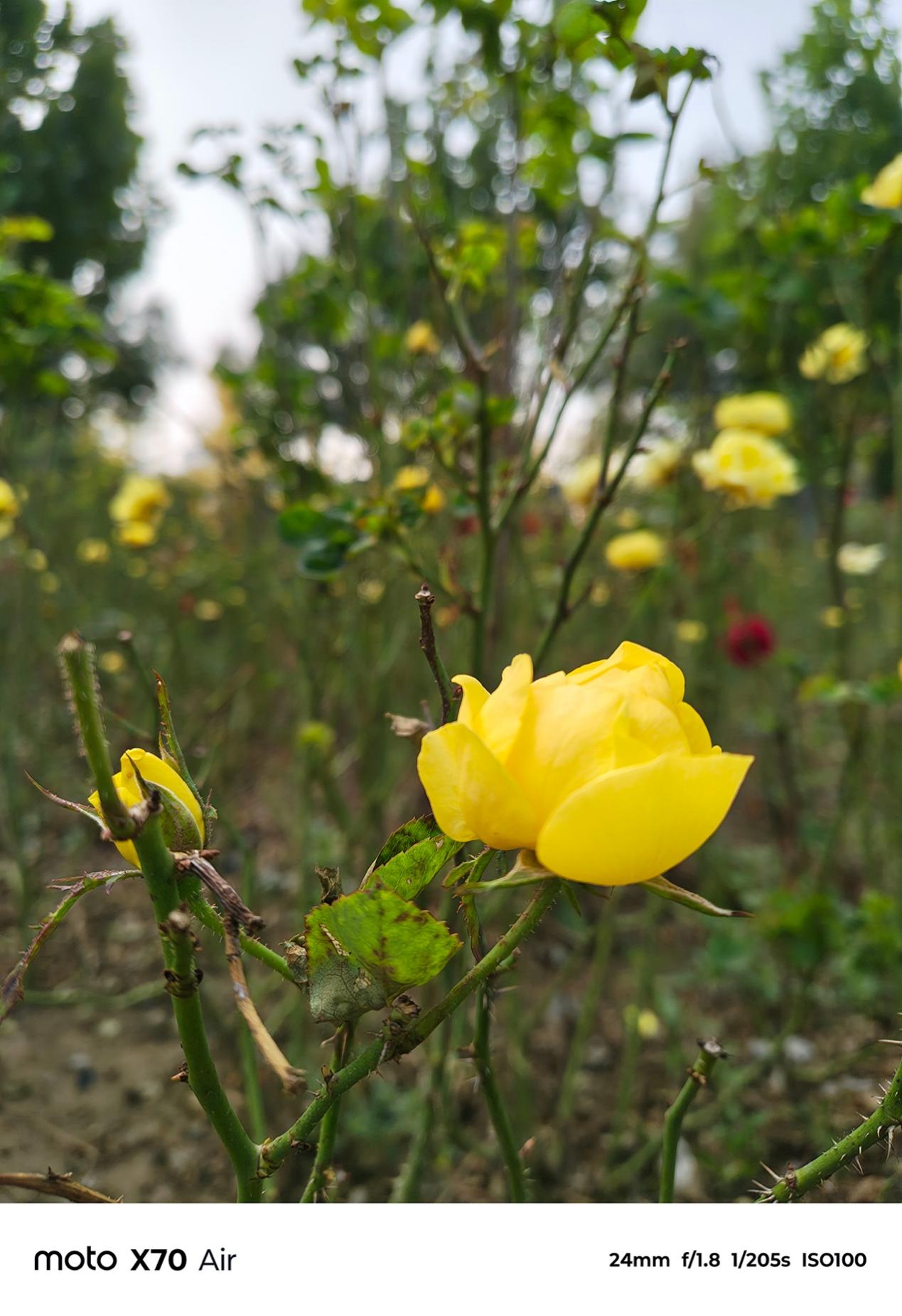 轻薄全能旗舰 体验无短板 联想moto X70 Air AI手机深度评测 轻薄全能旗舰 体验无短板 联想moto X70 Air AI手机深度评测 智能公会